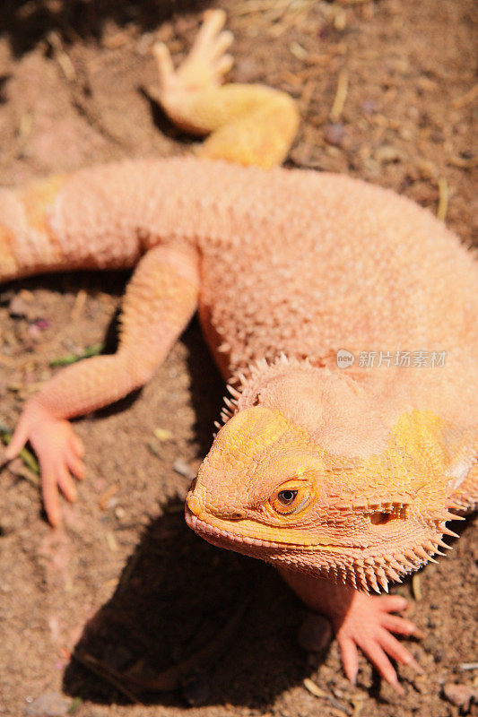 橙色须龙Pogona vitticeps爬行蜥蜴